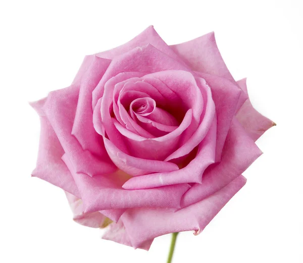 Pink rose isolated on white background — Stock Photo, Image