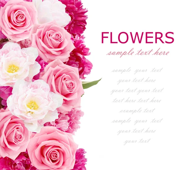 Peonies, Lale ve örnek metin ile beyaz izole gül çiçek arka plan