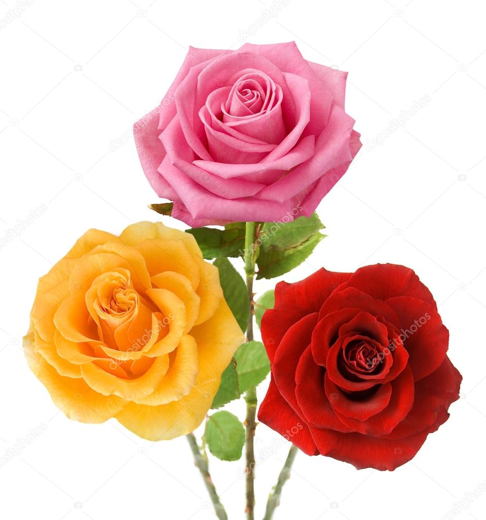 Bunch of red, yellow and pink roses isolated on white