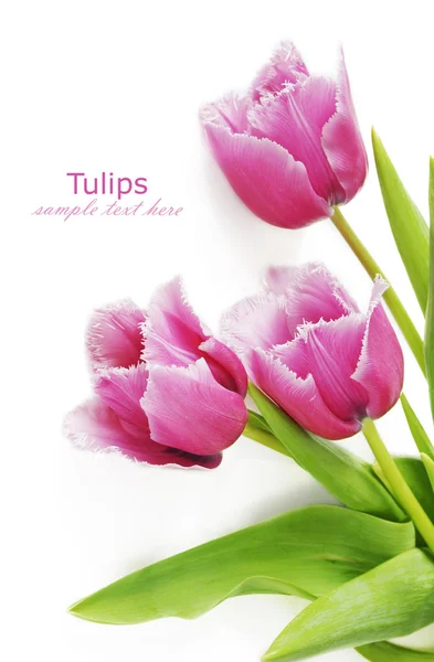 Manojo de tulipanes aislado sobre fondo blanco con texto de muestra —  Fotos de Stock