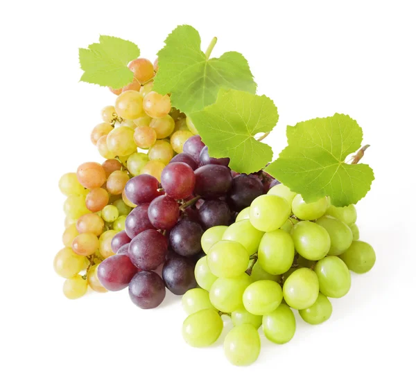 Grapes branch with fresh green leaves isolated on white background — Stock Photo, Image