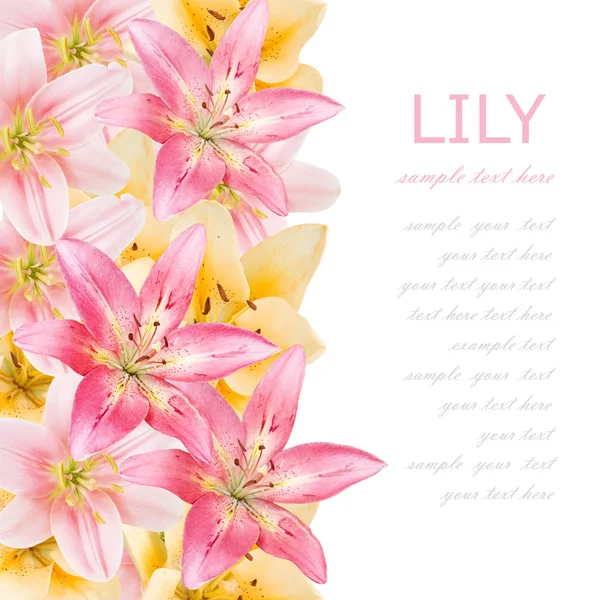 Lily flowers background isolated on white with sample text — Stock Photo, Image