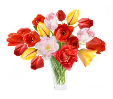 Lale demet izole üzerinde beyaz arka plan