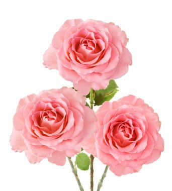 Pembe gül demet izole üzerinde beyaz arka plan