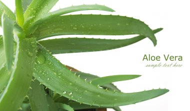 Taze aloe vera yaprakları ve beyaz üzerine su damlaları.