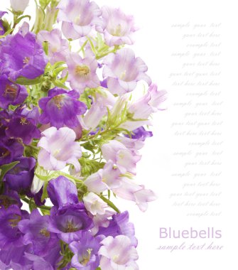 Bluebells çiçek arka plan üzerinde beyaz örnek metin ile izole