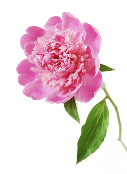 Peony flower closeup isolated on white background — Stock Photo, Image