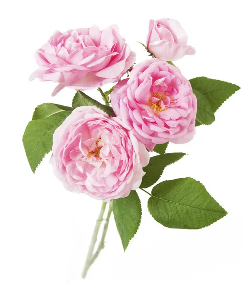 Rosa rosas cacho isolado no fundo branco — Fotografia de Stock