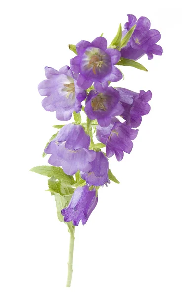 Blauglocken Blumen Nahaufnahme isoliert auf weißem Hintergrund — Stockfoto