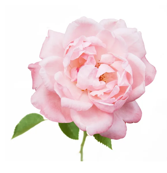 Pink rose closeup isolated on white background — Stock Photo, Image