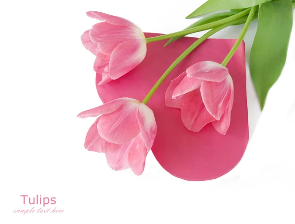 Różowe tulipany i serce polu kształt na białym tle na białym tle z przykładowy tekst. Walentynki koncepcja, koncepcja miłości., pojęcie Walentynek. Koncepcja ślub — Zdjęcie stockowe