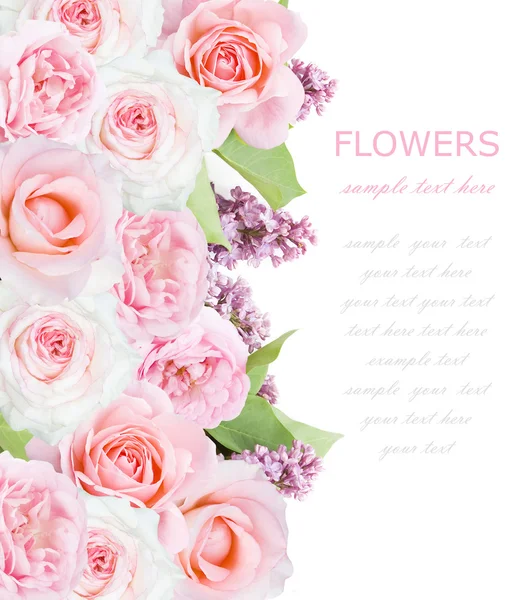 Lilás e rosas flores fundo isolado em branco com texto de amostra — Fotografia de Stock