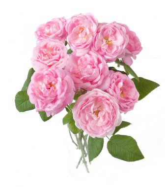 Pembe gül demet izole üzerinde beyaz arka plan