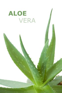 Taze aloe vera yaprakları ve beyaz üzerine su damlaları.