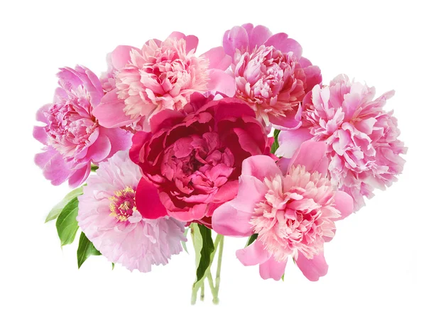 Peony bunch isolated on white background — Stock Photo, Image