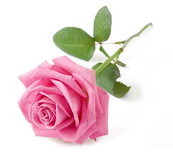 Rózsaszín Rose elszigetelt fehér háttér — Stock Fotó