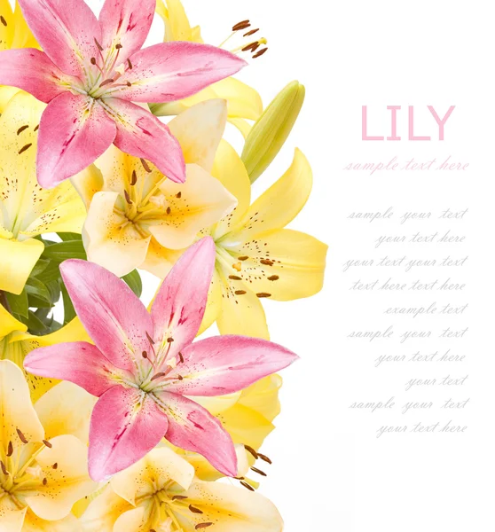 Lily flowers background isolated on white with sample text — Stock Photo, Image