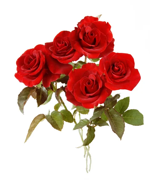 Bouquet de roses rouges en velours isolées sur blanc — Photo