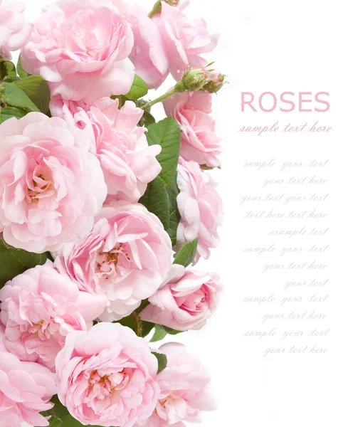 Pink roses background isolated on white with sample text