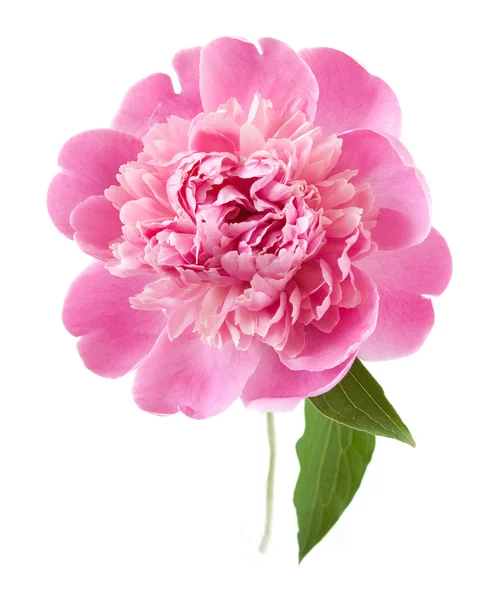 Peony flower closeup isolated on white background — Stock Photo, Image