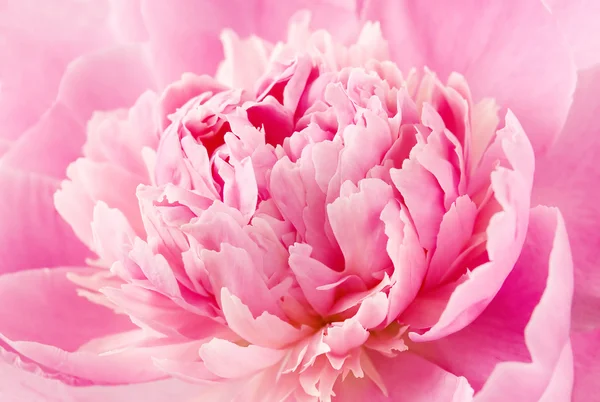 Peony flower macro — Stock Photo, Image