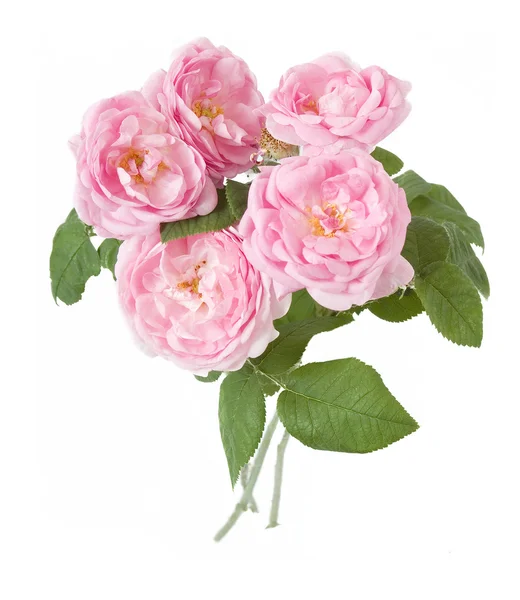Elszigetelt fehér rózsaszín rózsa csokor — Stock Fotó