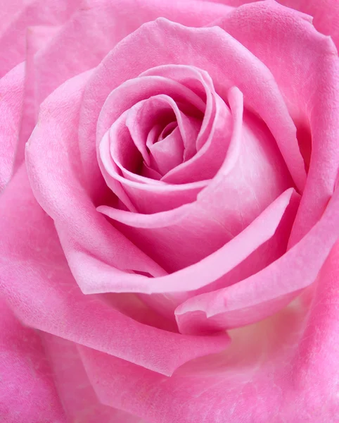Όμορφο ροζ τριαντάφυλλο closeup — Φωτογραφία Αρχείου