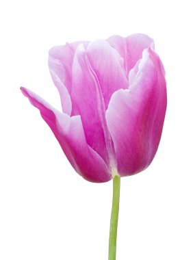 Beyaz arka plan üzerinde izole Lale portre