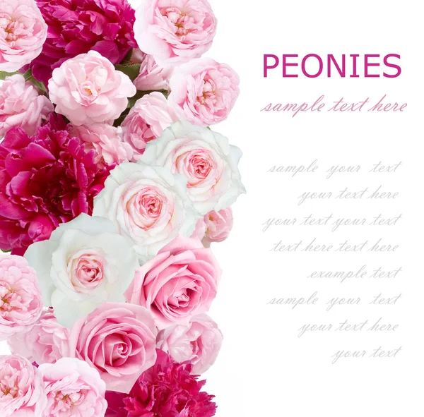 Pion och rosor blomma bakgrund isolerad på vit med exempeltext — Stockfoto