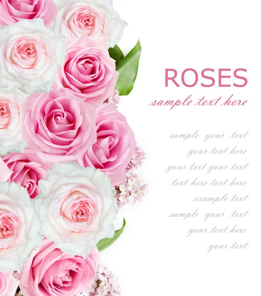 Tulips, lilac and roses flowers background isolated on white with sample text — Stock Photo, Image