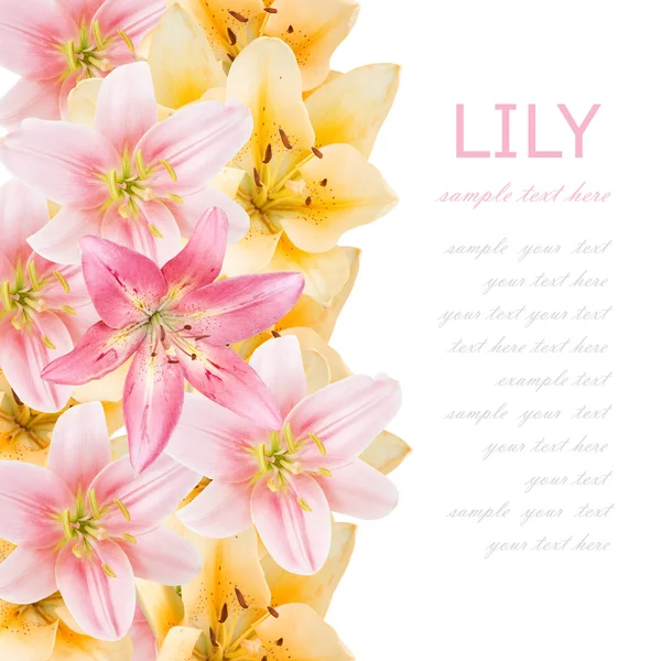 Yellow and pink lily flowers background — Stock Photo, Image