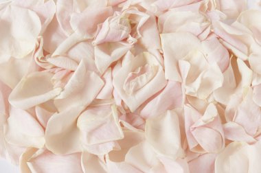 Pembe gül yaprakları arka plan