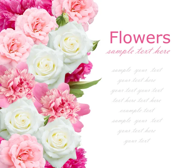 Peonía y rosas de fondo aislado en blanco con texto de muestra —  Fotos de Stock