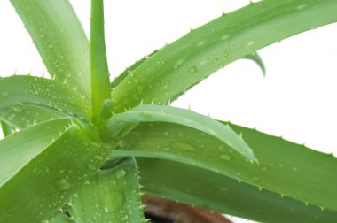 Beyaz arka plan üzerinde izole su damlaları ile aloe vera yaprağı