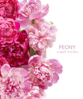 Peony background isolated on white with sample text clipart