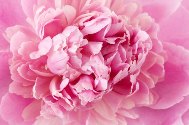 Şakayık çiçeği makro