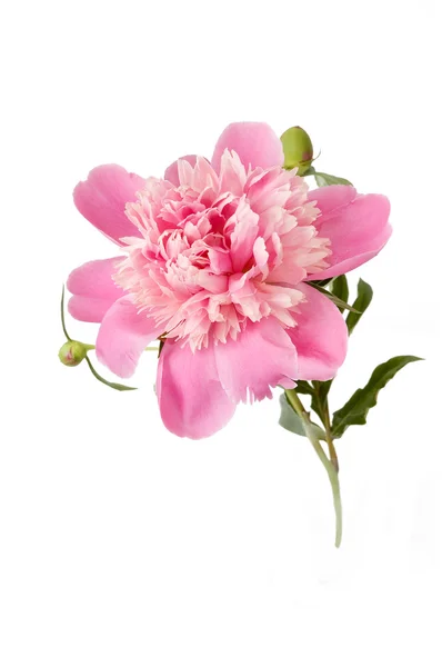 Peony flower closeup isolated on white background — Stock Photo, Image