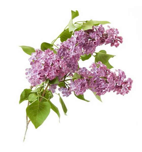 Lilac flowers background isolated on white with sample text — Stock Photo, Image