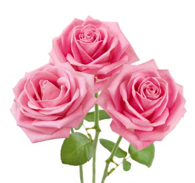 buket pembe Gül beyaz izole