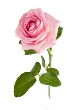 Pembe gül yakın plan beyaz zemin üzerinde izole