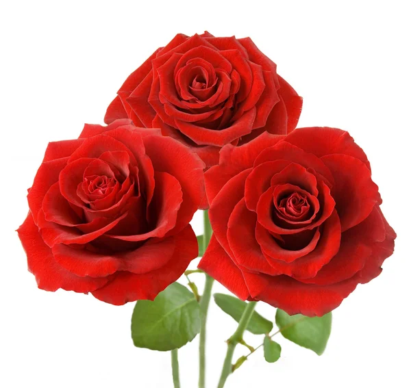 Bunch of velvet red roses isolated on white — Stock Photo, Image