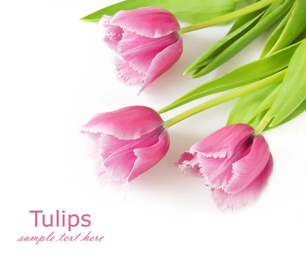 Bouquet de tulipes isolé sur fond blanc avec un exemple de texte — Photo