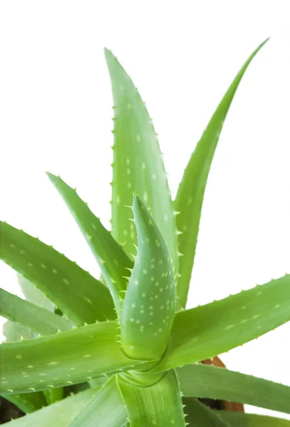 Hojas de aloe vera con gotas de agua —  Fotos de Stock