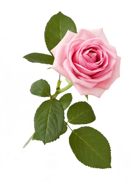 Rózsaszín rózsa közelkép elszigetelt fehér háttér — Stock Fotó