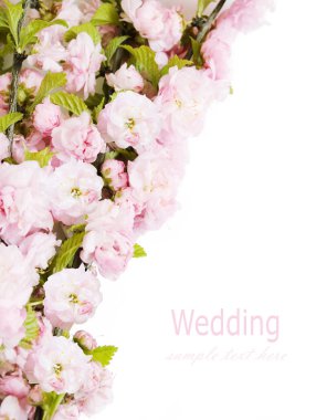 Bahar çiçekli dallar, pembe çiçekler, çiçekleri Isolated beyaz arka plan üzerinde. Metin