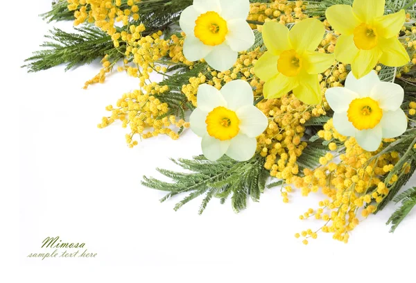 Flores de Mimosa y narciso aisladas sobre fondo blanco con texto de muestra —  Fotos de Stock