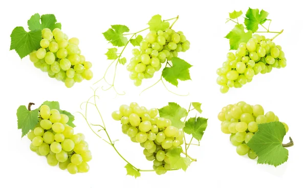 Druiven branch instellen geïsoleerd op witte achtergrond — Stockfoto