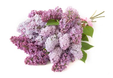 Beyaz arka plan üzerinde izole fiyonklu Lila grup