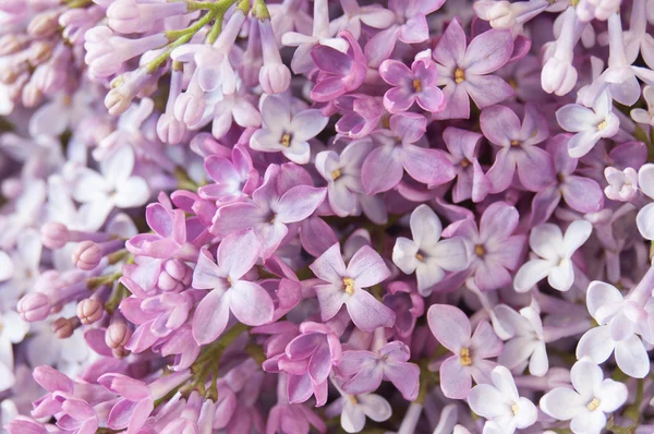 Lilac flower background — Stock Photo, Image