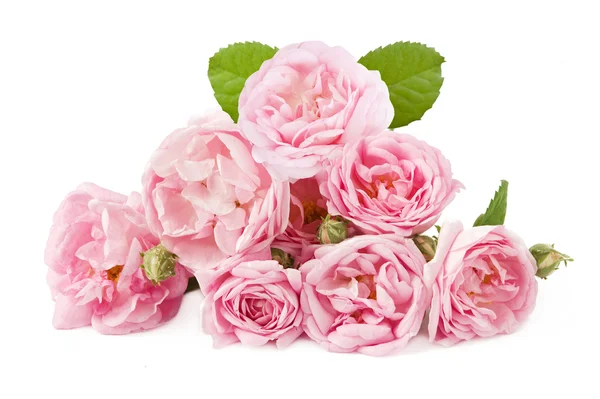 Bando de rosas rosa isoladas em branco — Fotografia de Stock